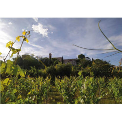 07/05 Visita a la vinya + tast de vins